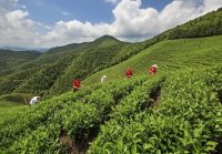 中国五大红茶产地(中国最大的红茶生产基地)