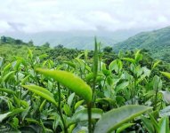 云南的六大茶山（江内六座山 江外六座山）